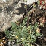 Artemisia umbelliformis आदत