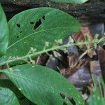 Arachnothryx buddleioides Φύλλο