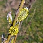 Salix viminalis Květ