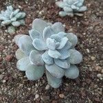 Echeveria laui Hoja