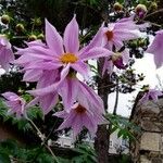 Dahlia imperialis Floare