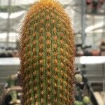 Weberbauerocereus winterianus Hoja