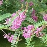 Indigofera heterantha Flower