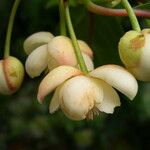 Schisandra grandiflora Frucht