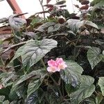 Begonia incarnata 形態