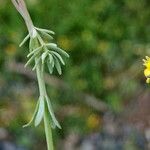 Linaria simplex পাতা