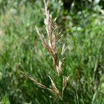 Calamagrostis canescens Fruto