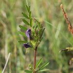 Vicia segetalis Otro