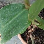 Hedychium flavum Leaf