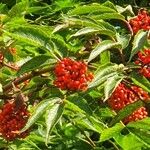 Sambucus racemosa Ffrwyth