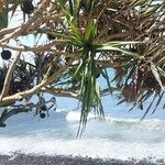 Pandanus utilis Blatt