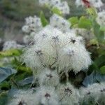 Clematis vitalba Fruchs