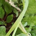 Avena barbata Leaf