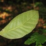 Discophora guianensis Leaf