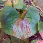 Anthurium andraeanum Flower