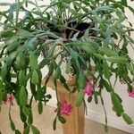 Schlumbergera truncata 整株植物