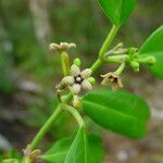 Marsdenia variifolia Frukto