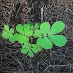 Cassia obtusifolia Leaf