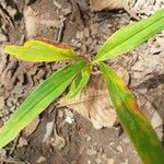 Pollia crispata Leaf