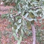 Ximenia caffra 叶