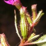 Cuphea viscosissima 花