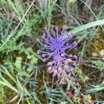 Muscari matritense Flower