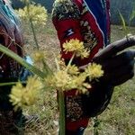 Cyperus difformis Fula