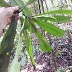 Rhabdodendron amazonicum Лист