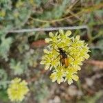 Petrosedum sediforme Kwiat