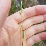 Danthonia decumbens Levél