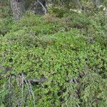 Arctostaphylos uva-ursi Habitus