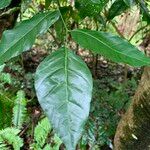 Micromelum minutum Leaf