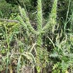 Austrocylindropuntia cylindrica Vekstform