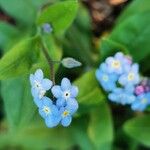 Myosotis latifolia 花