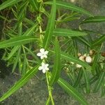 Eremophila debilis Kvet