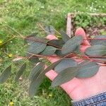 Eucalyptus polyanthemosLeaf