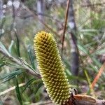 Banksia marginata Plod