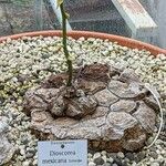 Dioscorea mexicana 樹皮