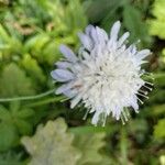 Knautia integrifoliaFlors