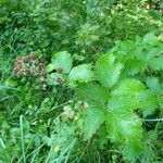 Rubus pericrispatus Mosusu