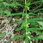 Polygonatum verticillatum Квітка