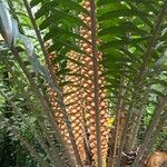 Encephalartos villosus Цвят
