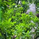 Anacardium excelsum List