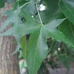 Acer truncatum Leaf