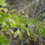 Rubia fruticosa Fruto