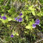 Pinguicula grandiflora Ekosanga