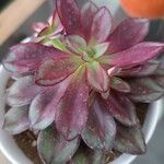 Echeveria nodulosa Ліст