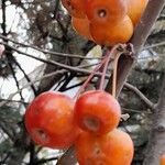Malus × floribunda Vrucht