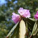 Rhododendron × geraldii