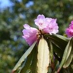 Rhododendron × geraldii Flower